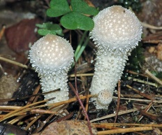 Lycoperdon perlatum - Дождевик съедобный