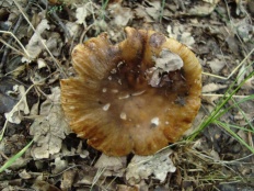 Russula foetens - Валуй