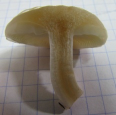 Pholiota lenta - Чешуйчатка глинисто-желтая