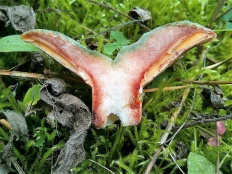 Lactarius semisanguifluus - Рыжик полукрасный