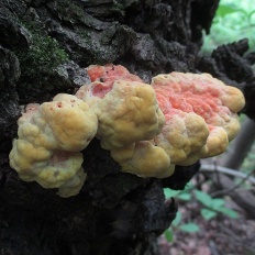 Laetiporus sulphureus - Куриный гриб