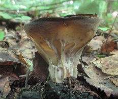 Helvella acetabulum - Лопастник обыкновенный