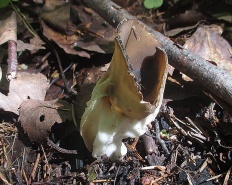 Helvella acetabulum - Лопастник обыкновенный