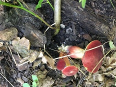 Hortiboletus rubellus - Моховик красный