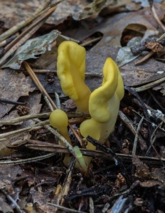 Spathularia flavida - Лопаточка жёлтая