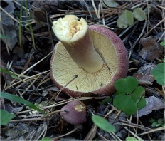 Tricholomopsis rutilans - Рядовка краснеющая