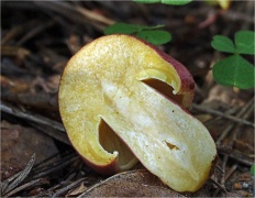 Tricholomopsis rutilans - Опёнок жёлто-красный