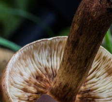 Tricholoma fulvum - Рядовка жёлто-коричневая