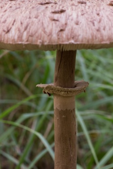 Macrolepiota procera - Зонтик высокий