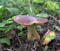 Imleria badia - Панский гриб