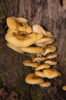 Flammulina velutipes - Зимний гриб