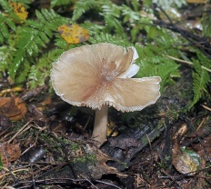 Megacollybia platyphylla - Удемансиелла широкопластинковая