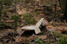 Lactarius trivialis - Млечник обыкновенный