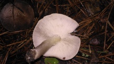 Tricholoma scalpturatum - Рядовка резная