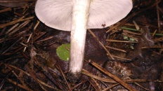 Tricholoma scalpturatum - Рядовка желтеющая