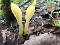 Spathularia flavida - Лопаточка жёлтая