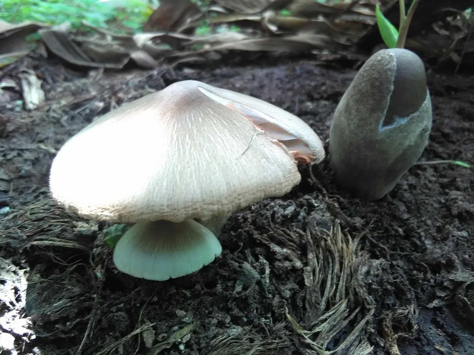 Рисовый соломенный гриб (Volvariella volvacea) фото и описание