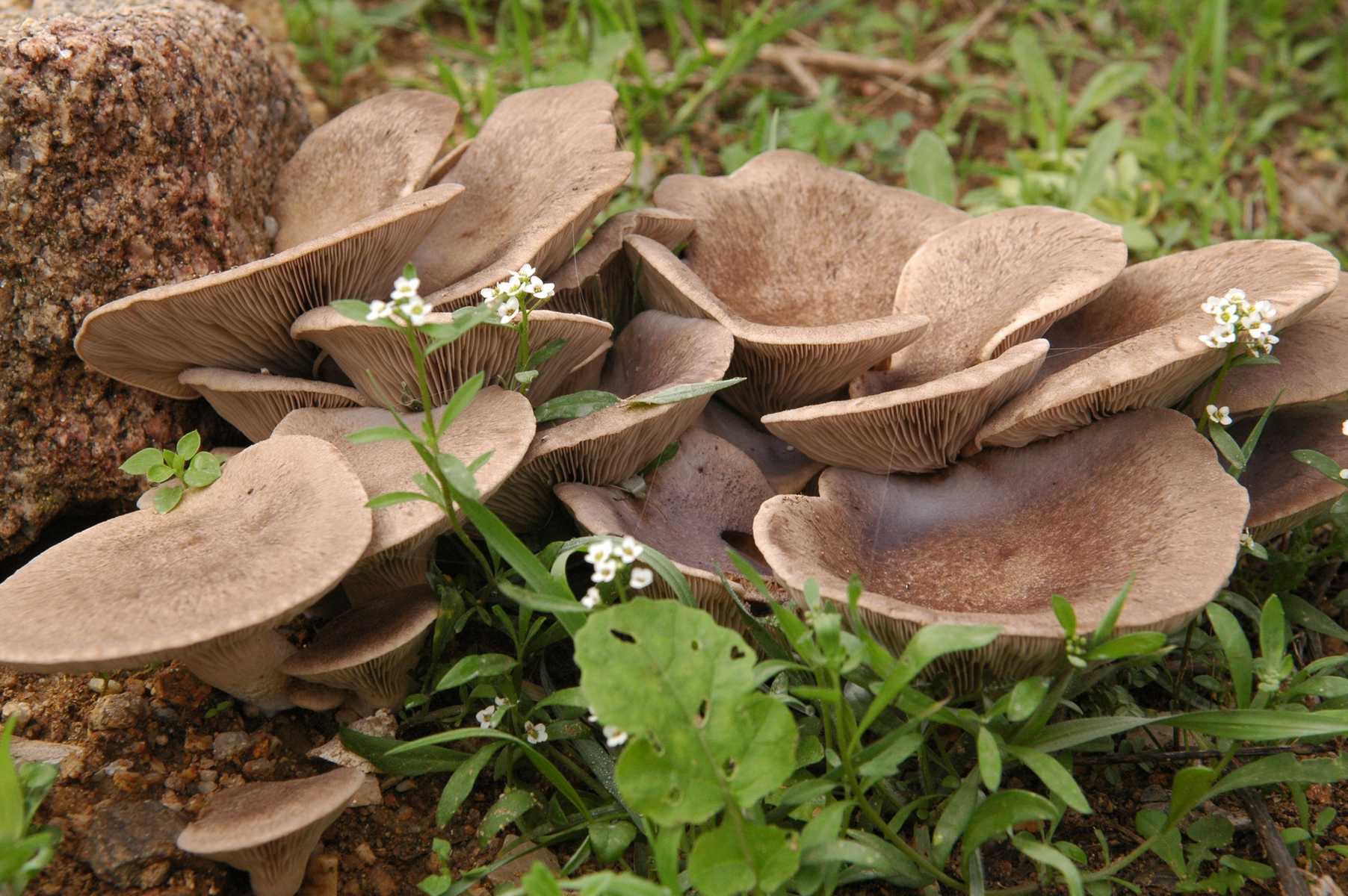 Вёшенка степная (Pleurotus eryngii) фото и описание