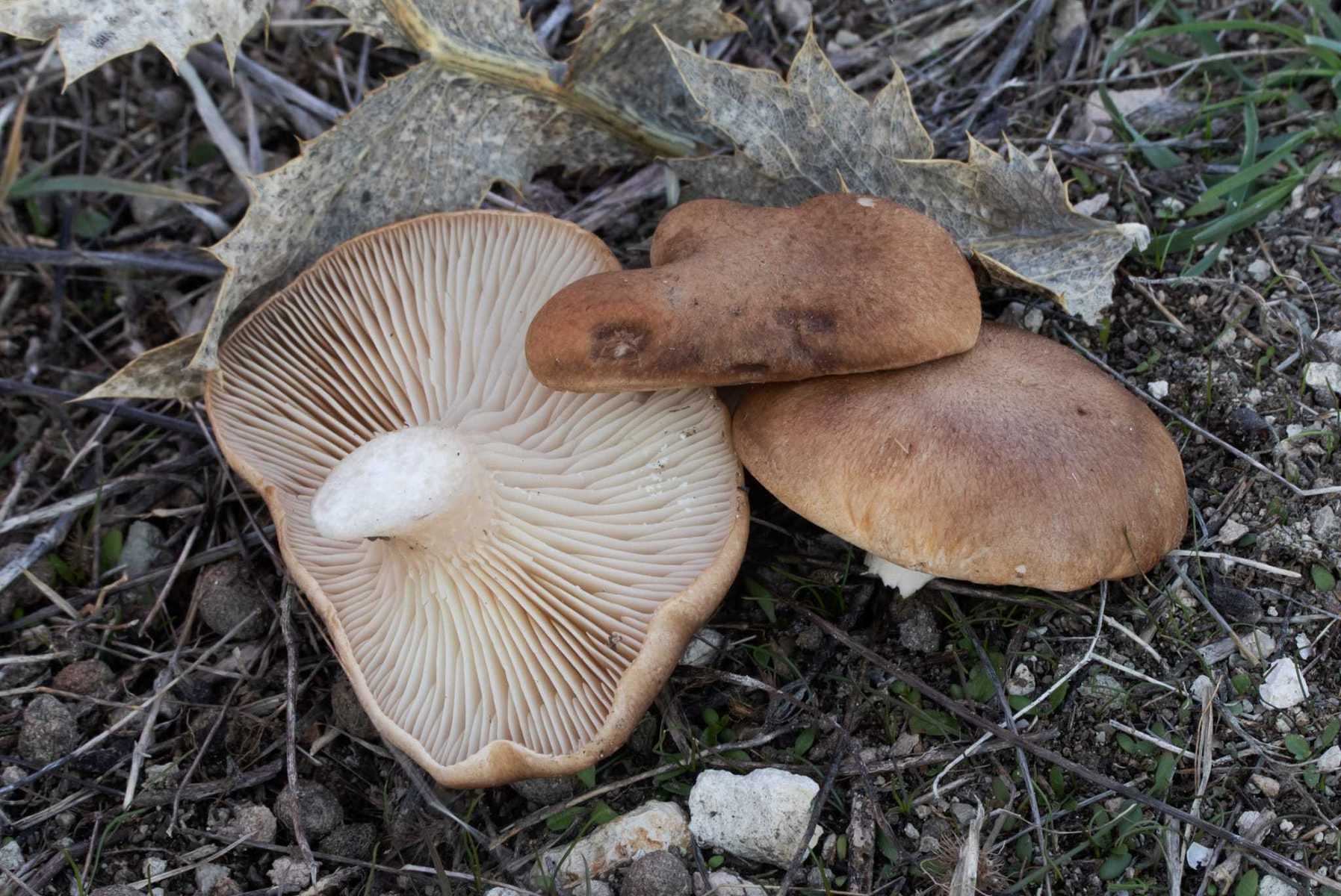 Вёшенка степная (Pleurotus eryngii) фото и описание