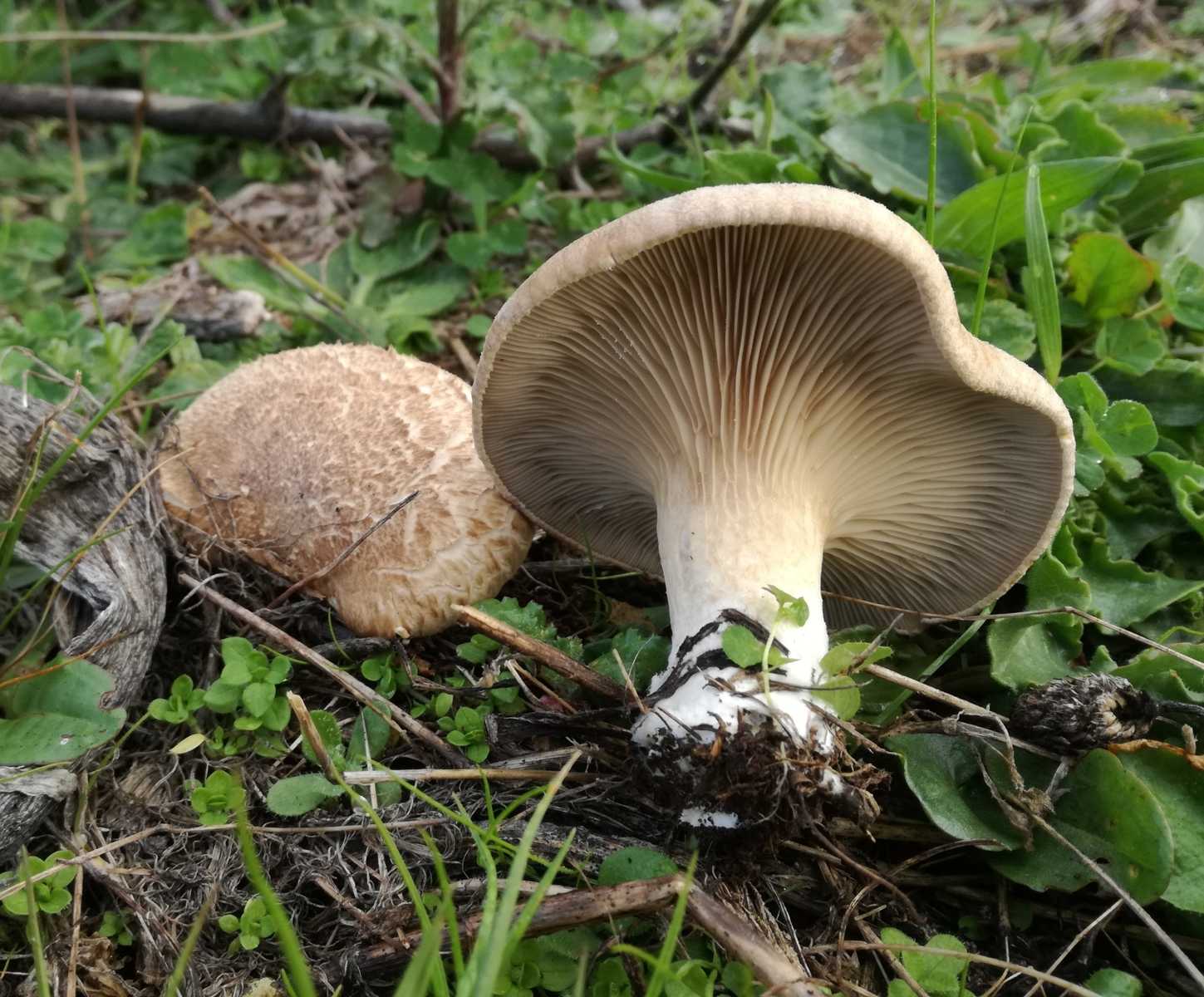 Вёшенка степная (Pleurotus eryngii) фото и описание