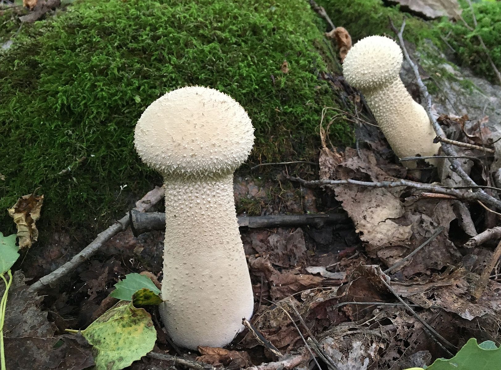 Головач продолговатый (Lycoperdon excipuliforme) фото и описание