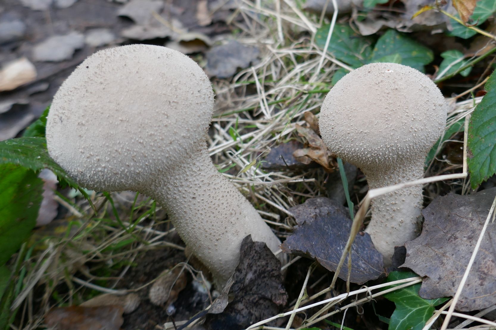 Головач продолговатый (Lycoperdon excipuliforme) фото и описание