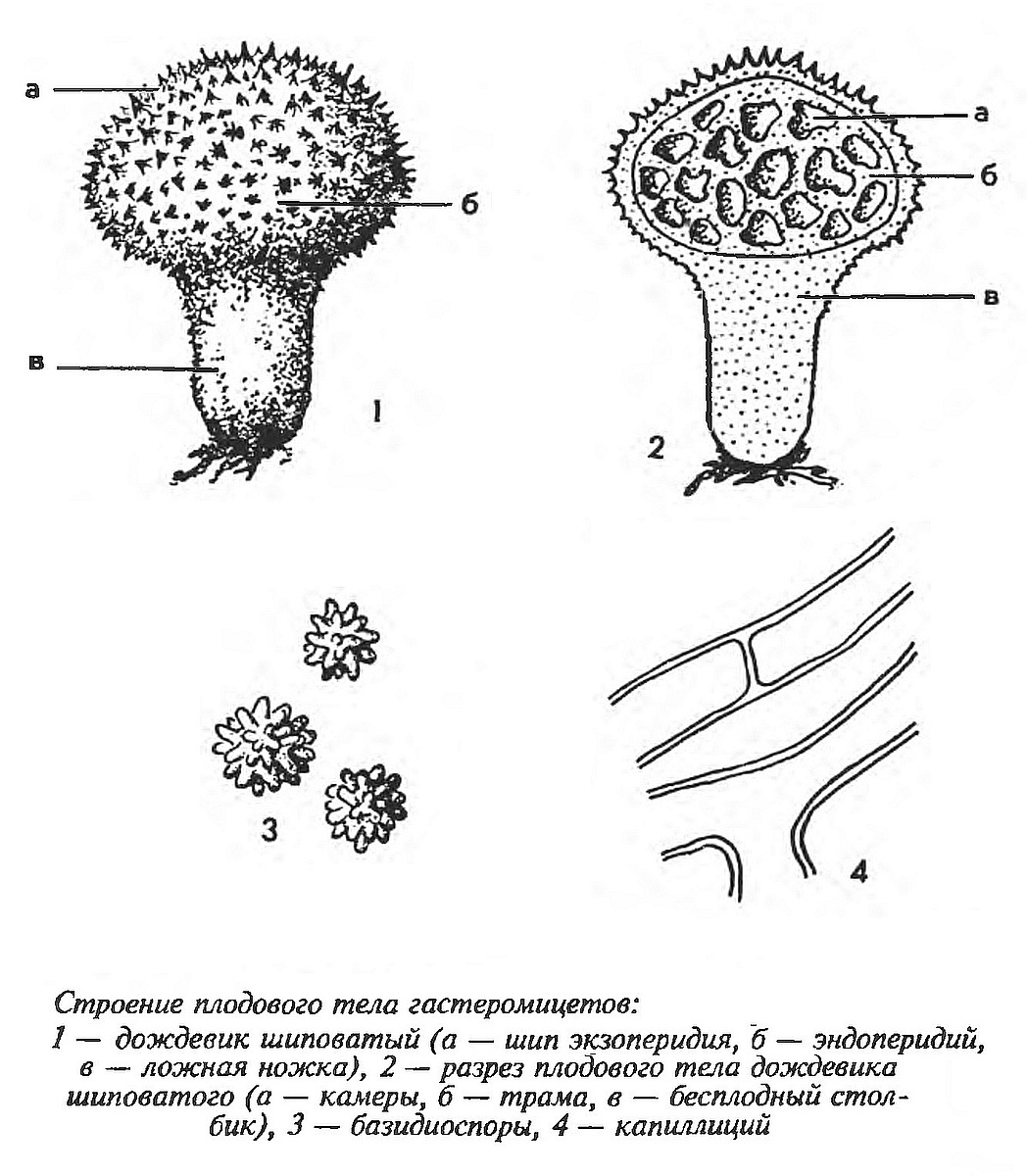 Дождевик съедобный (Lycoperdon perlatum) фото и описание