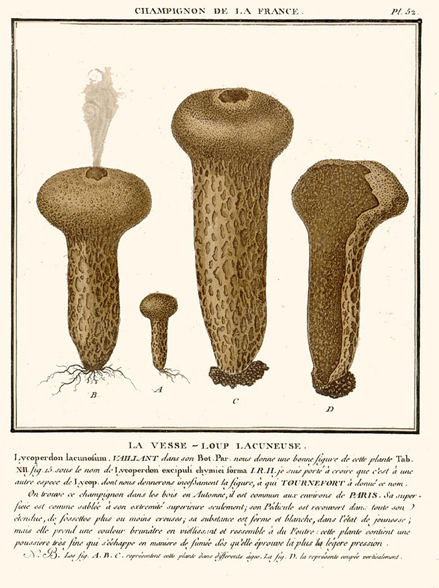 Дождевик съедобный (Lycoperdon perlatum) фото и описание