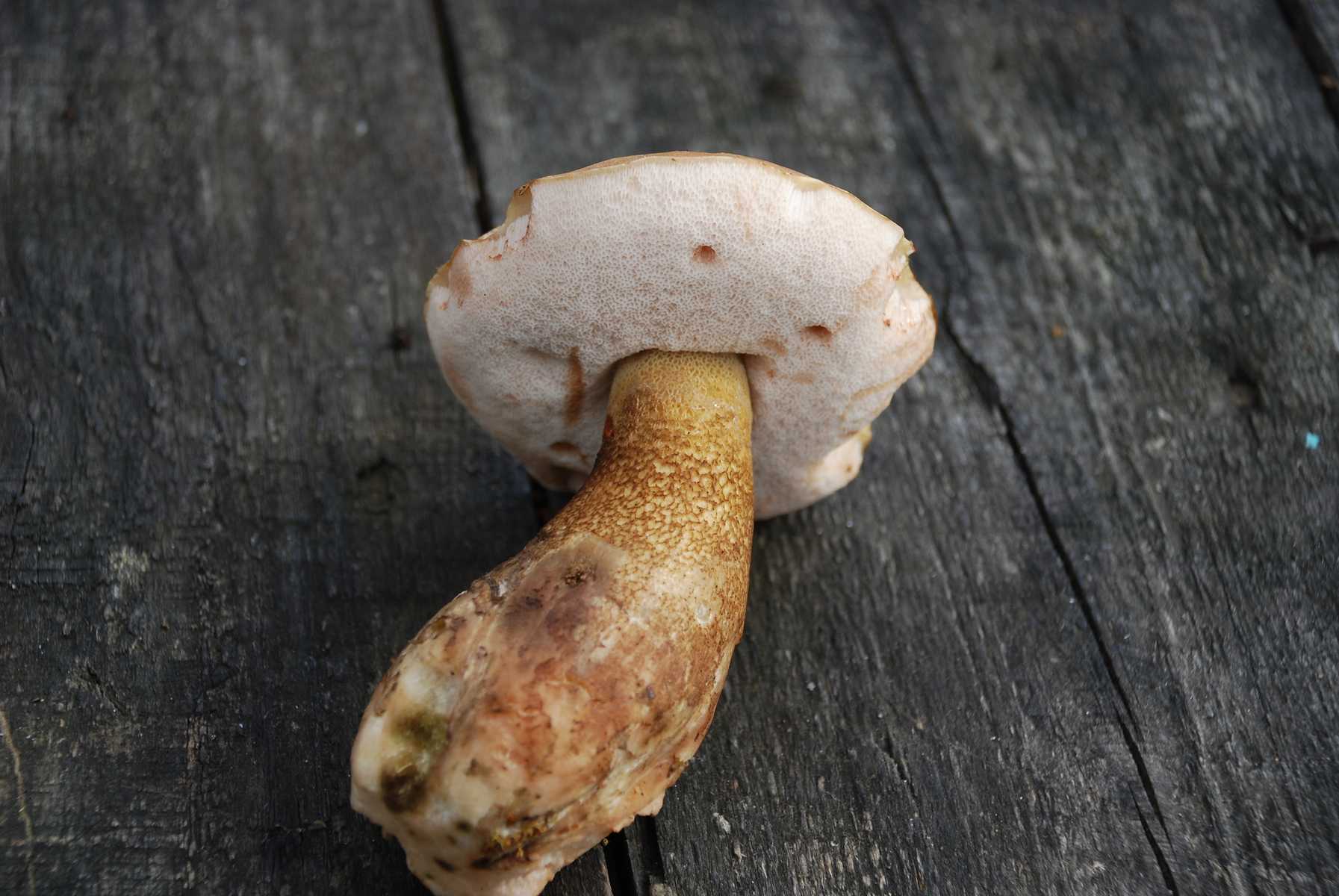 Желчный гриб и другие. Tylopilus felleus. Грибы с трубчатым гименофором. Желчный гриб фото. Розовый продолговатый гриб.