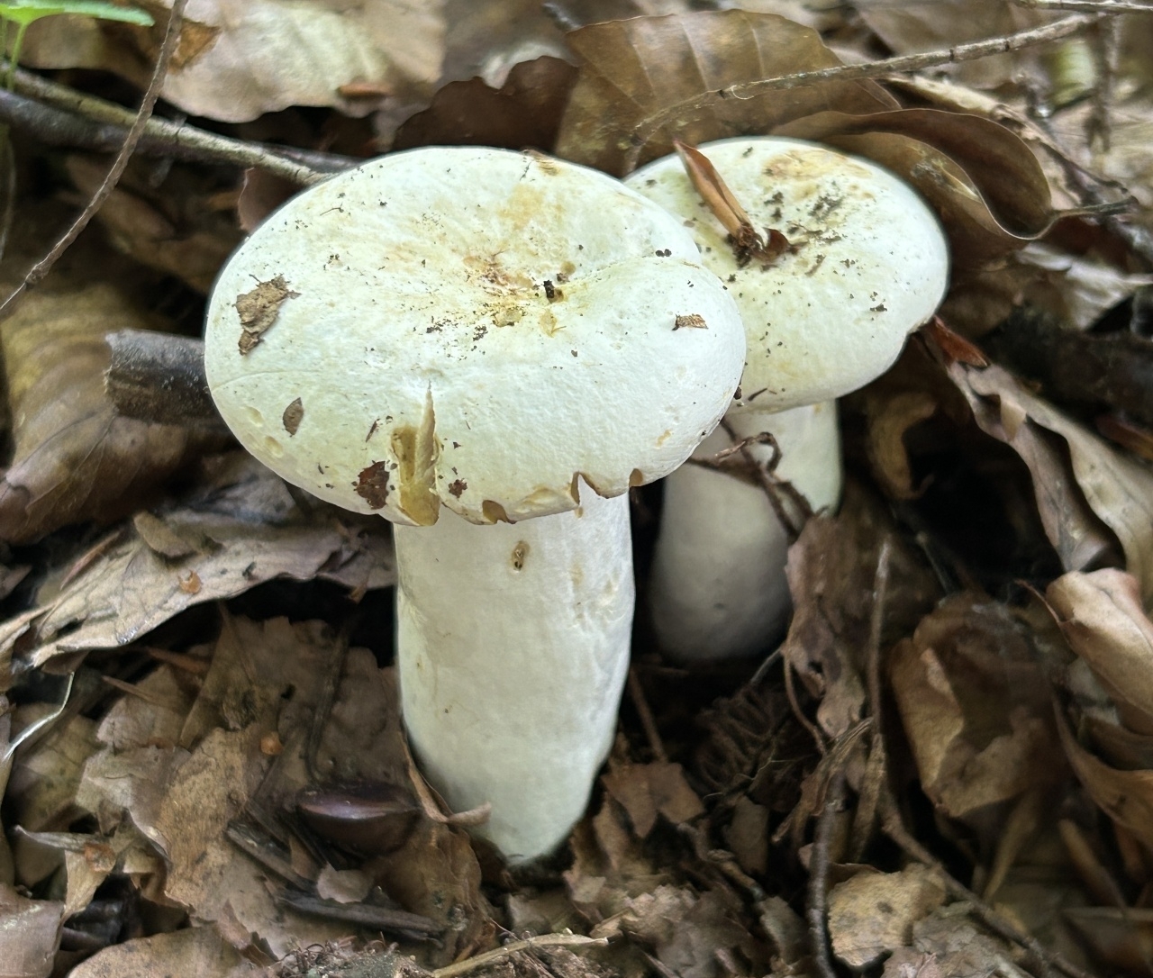 Груздь перечный (Lactifluus piperatus)