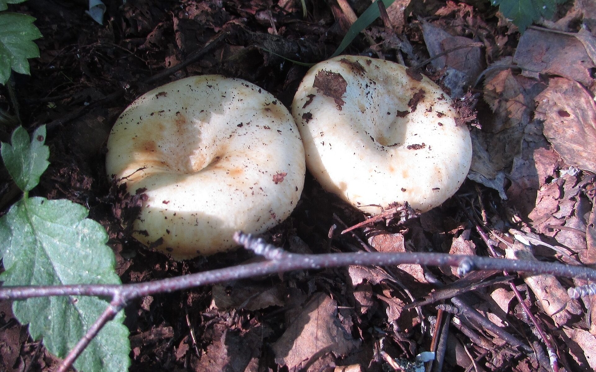 Груздь белый