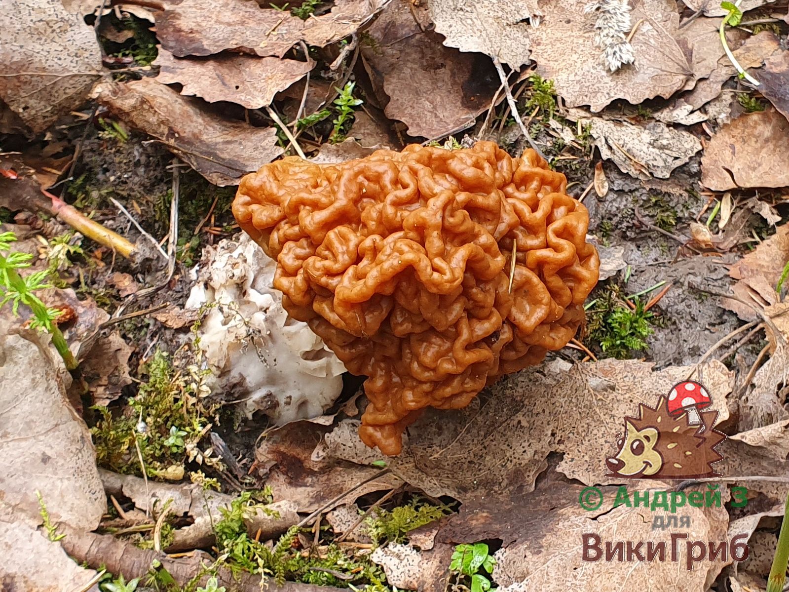 Строчок гигантский (Gyromitra gigas)