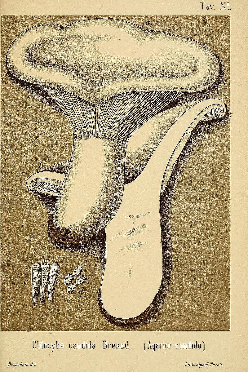 Говорушка белоснежная (Aspropaxillus candidus) 2