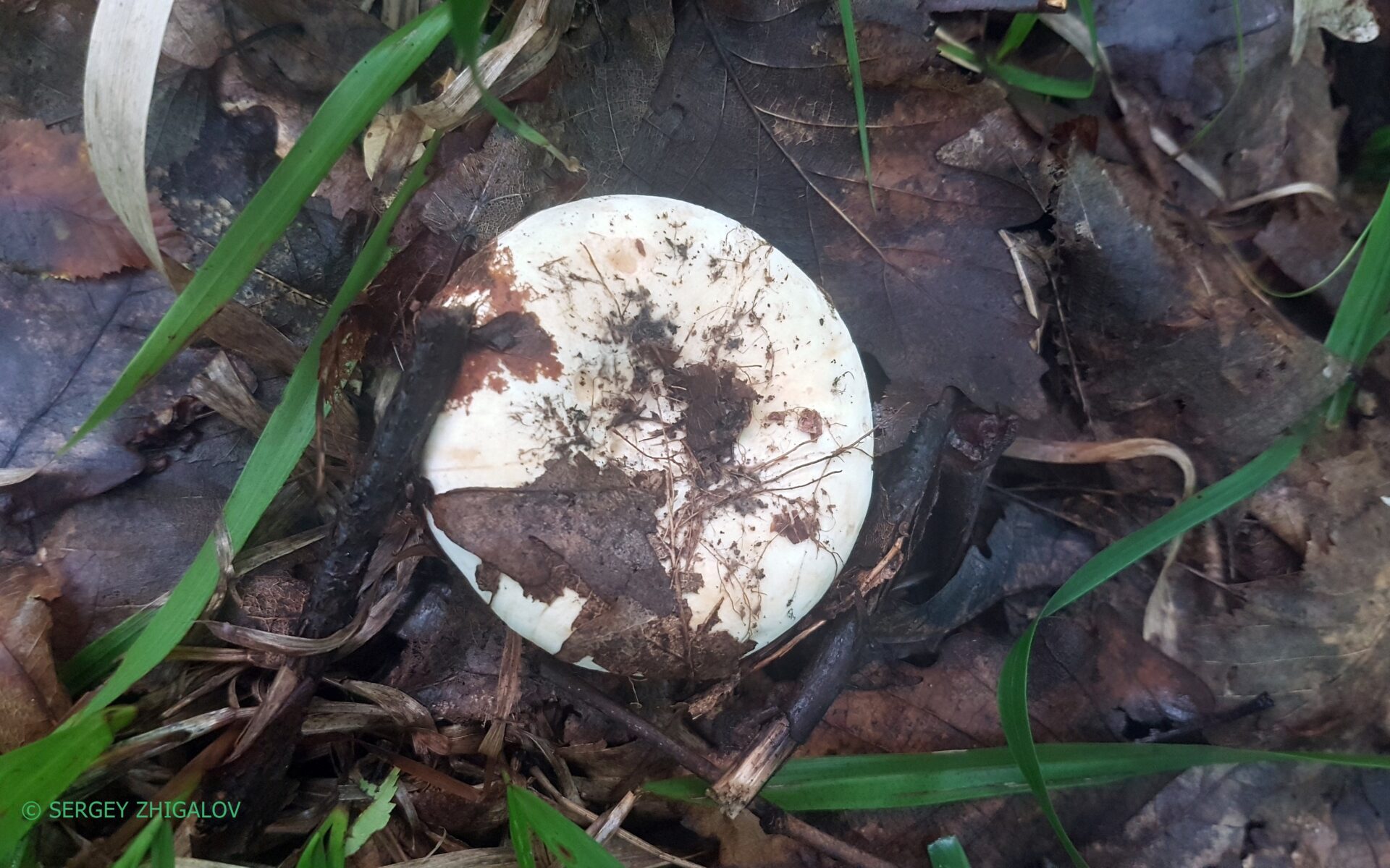Груздь перечный (Lactifluus piperatus)