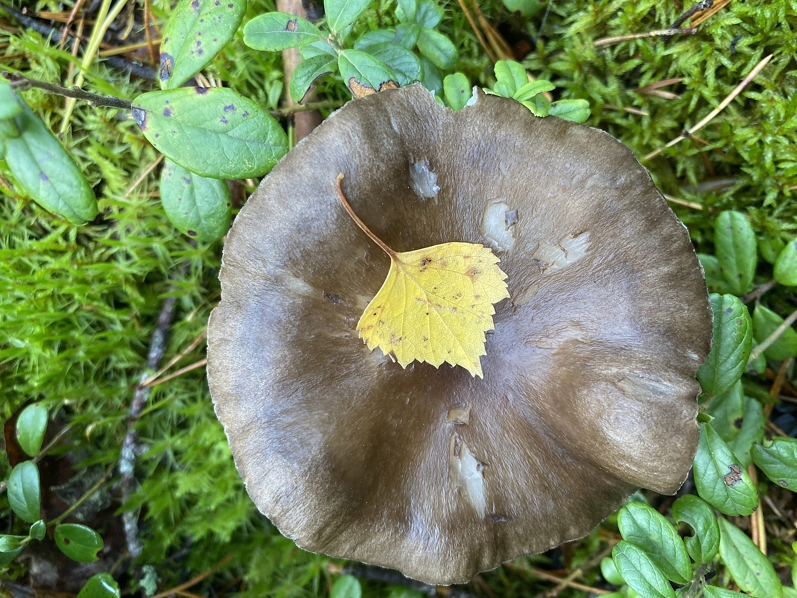 Гигрофор чёрный (Hygrophorus camarophyllus)