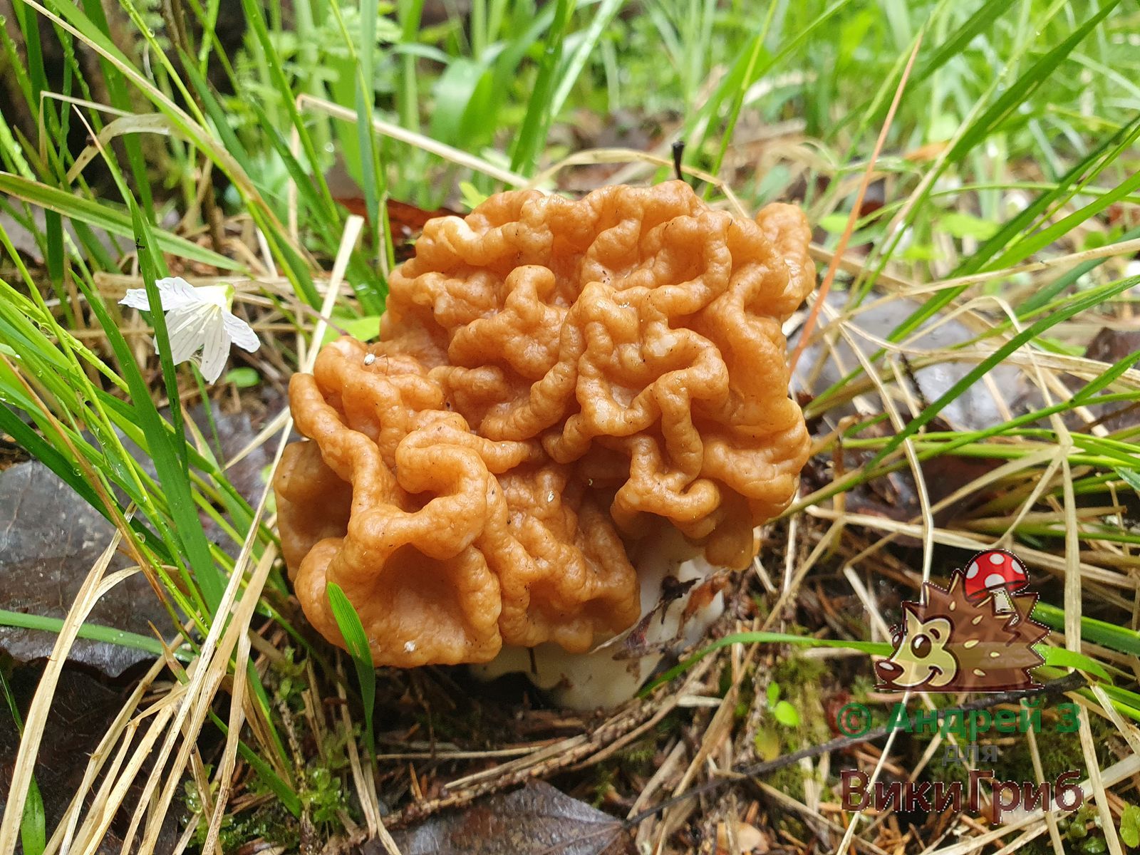 Строчок гигантский (Gyromitra gigas)