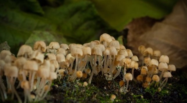 Как растут грибы