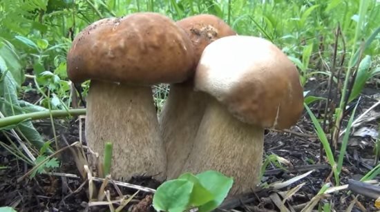Видео: Белый гриб