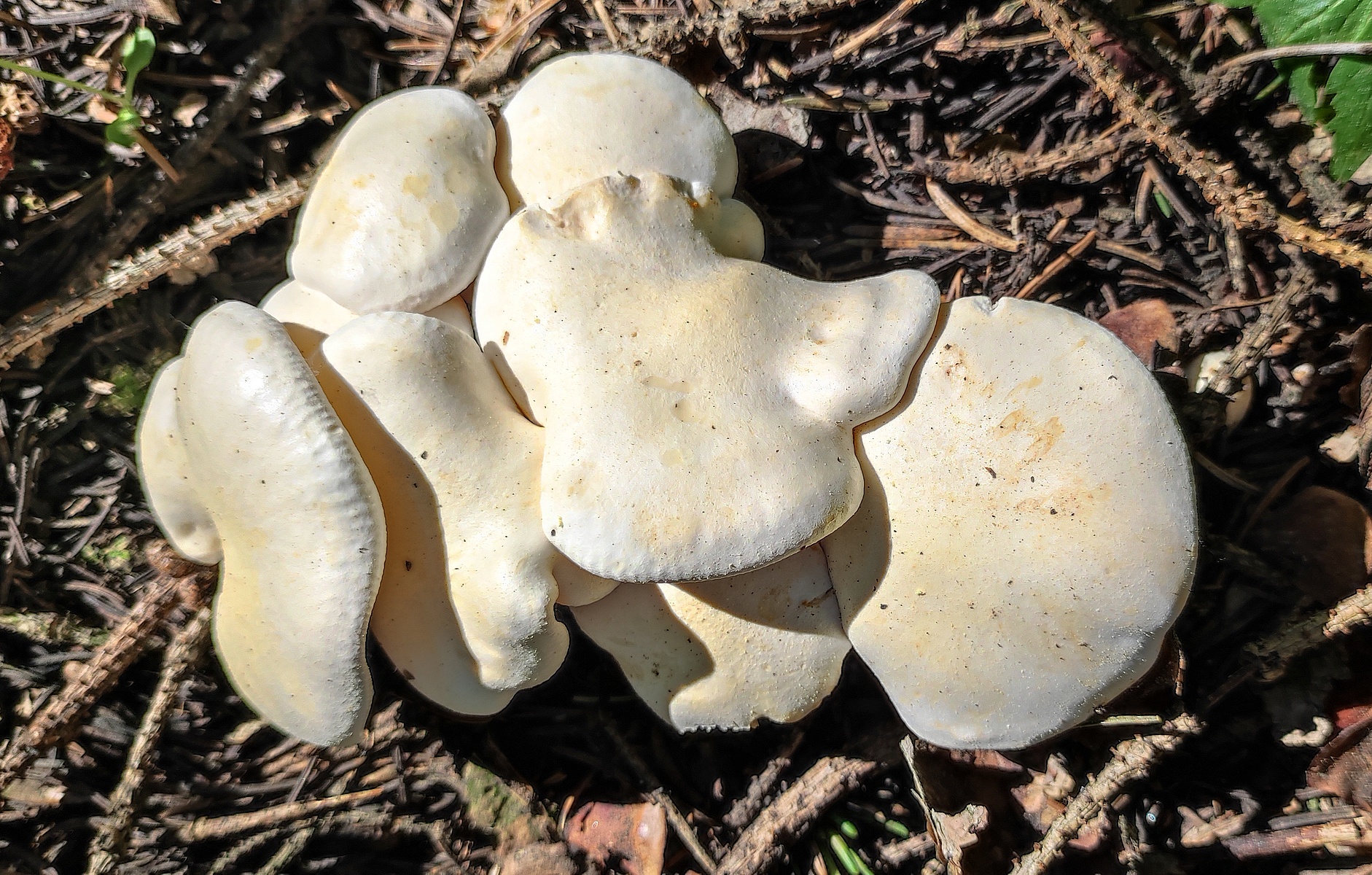 Говорушка белоснежная (Aspropaxillus candidus) 3