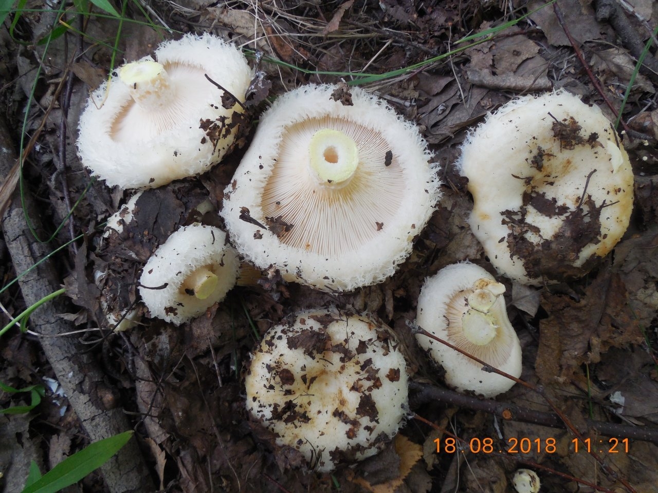 Груздь водянистозоновый (Lactarius aquizonatus)