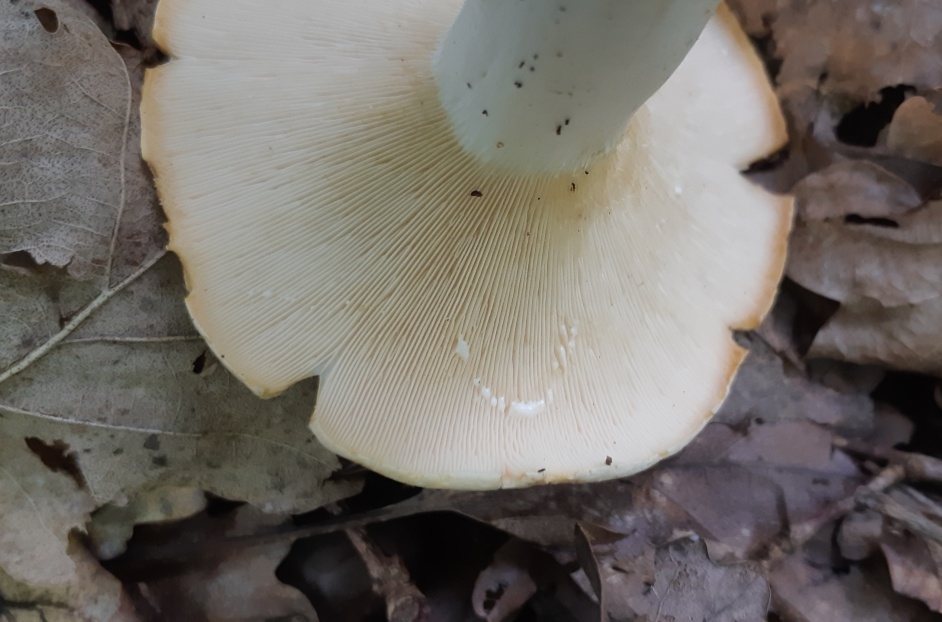 Груздь перечный (Lactifluus piperatus)