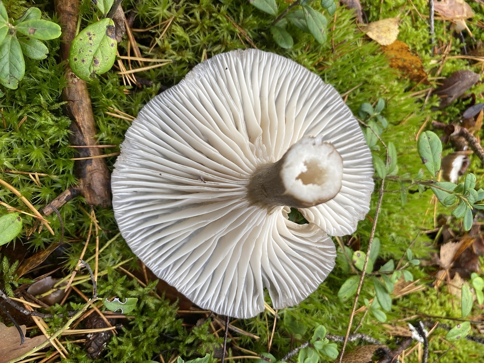 Гигрофор чёрный (Hygrophorus camarophyllus)