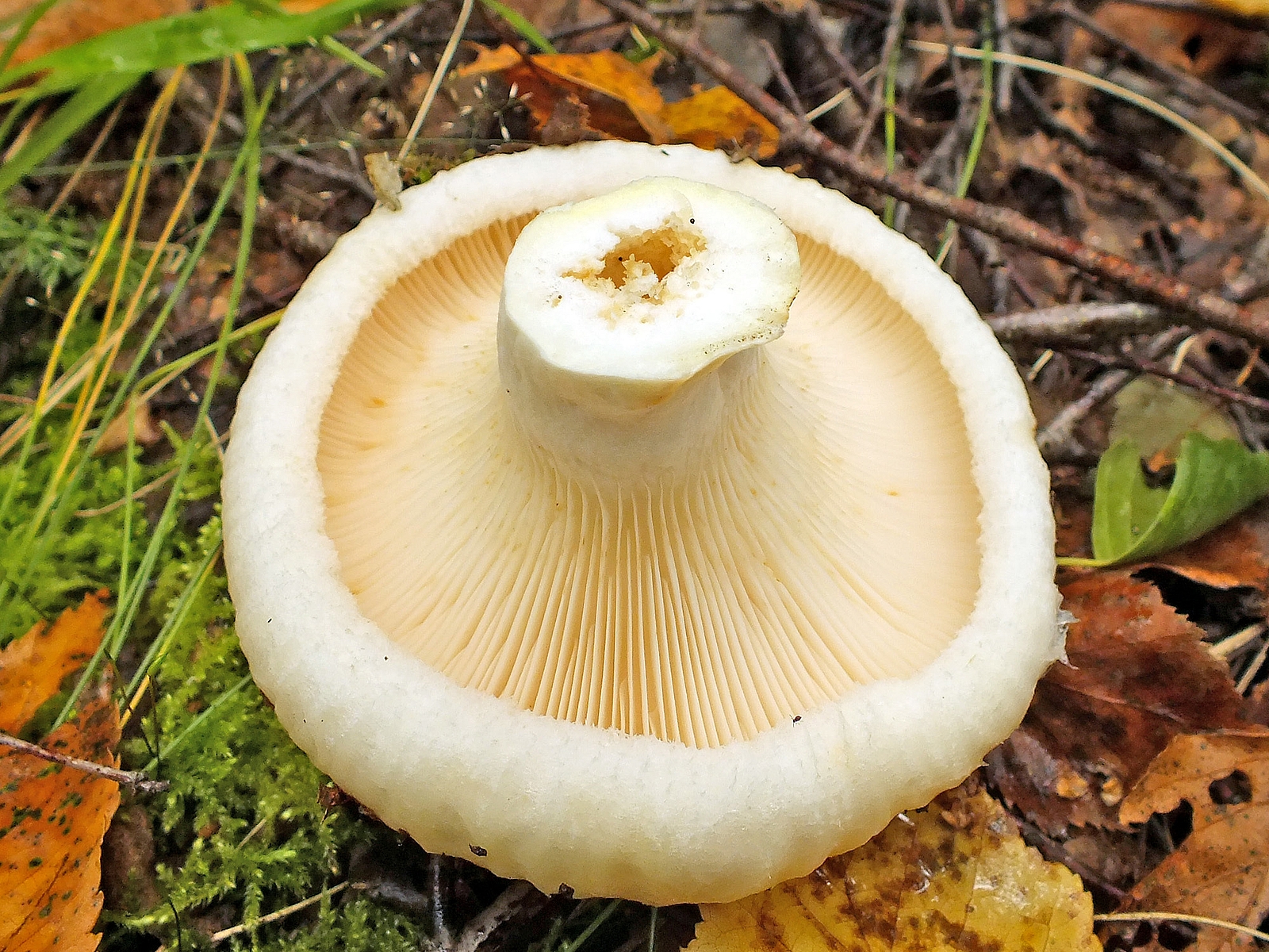 Груздь белый (Lactarius resimus)