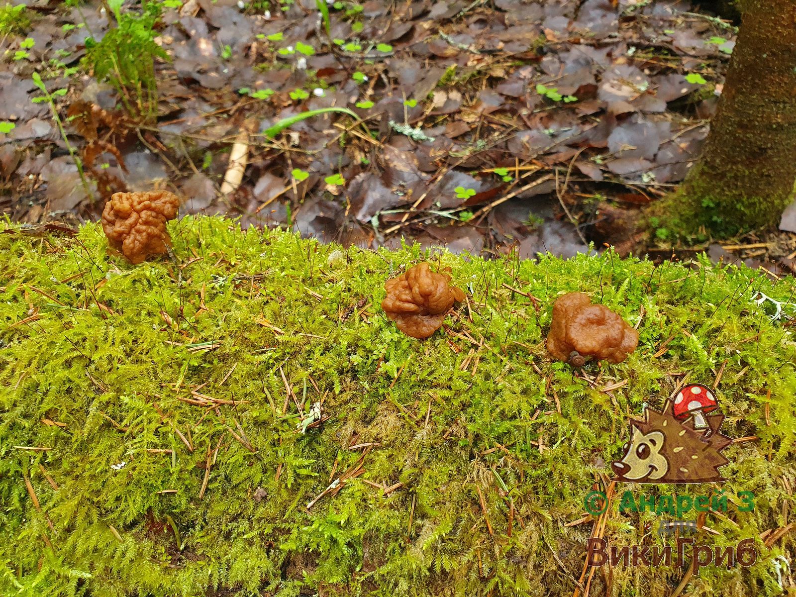 Строчок гигантский (Gyromitra gigas)