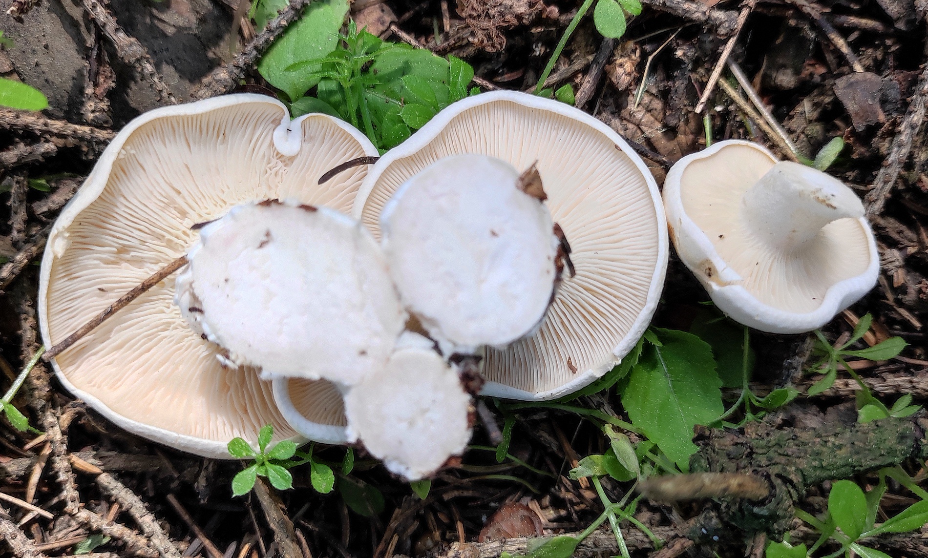 Говорушка белоснежная (Aspropaxillus candidus) 4