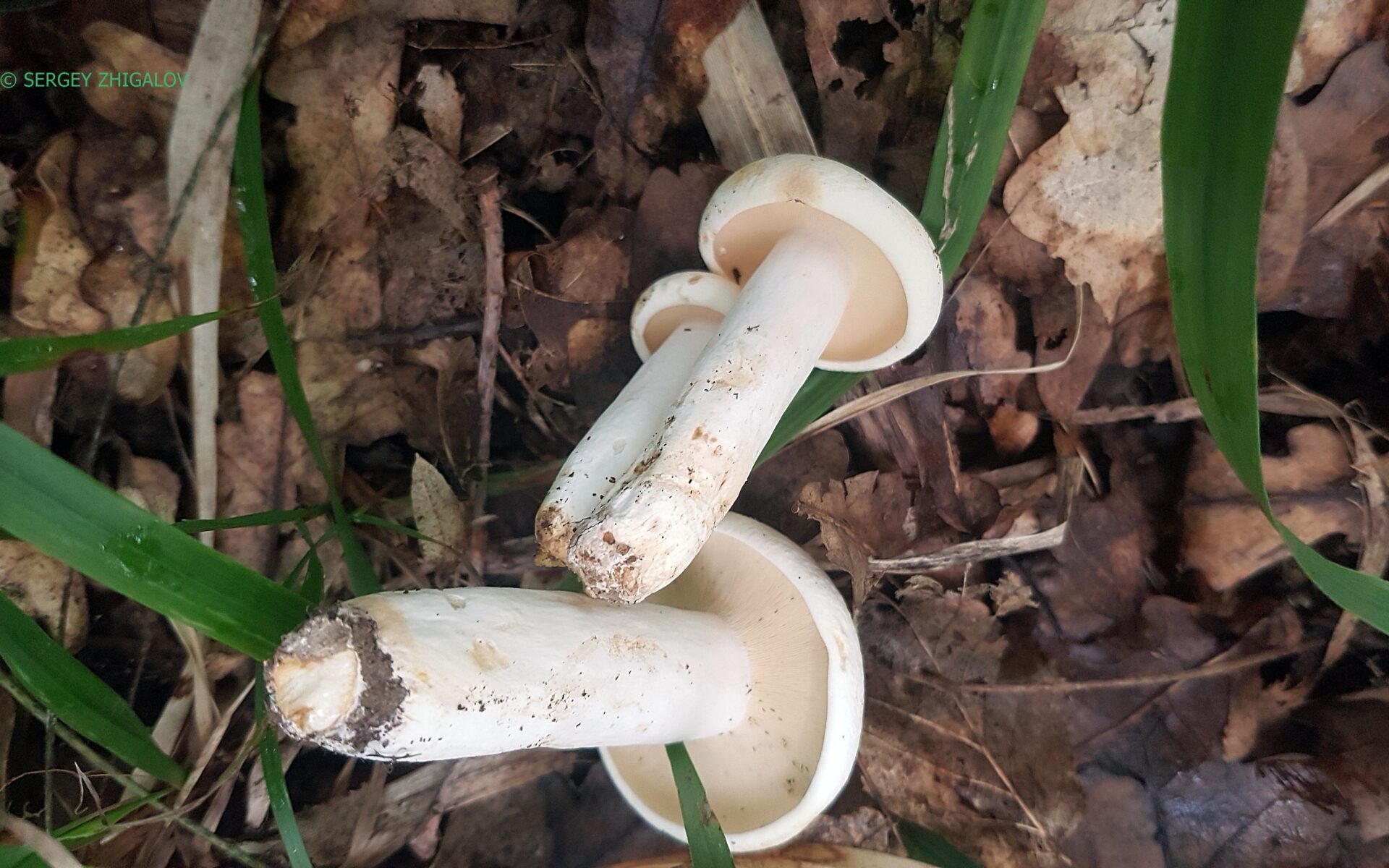 Груздь перечный (Lactifluus piperatus)