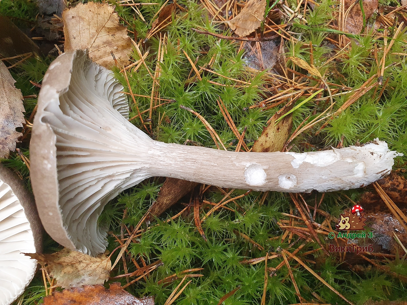 Гигрофор чёрный (Hygrophorus camarophyllus)