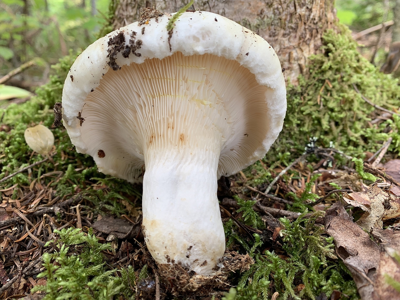 Груздь белый (Lactarius resimus)