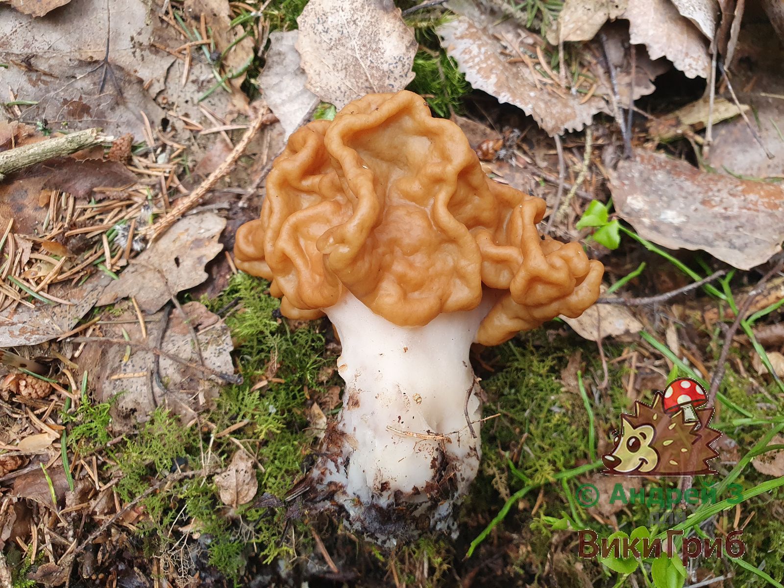 Строчок гигантский (Gyromitra gigas)