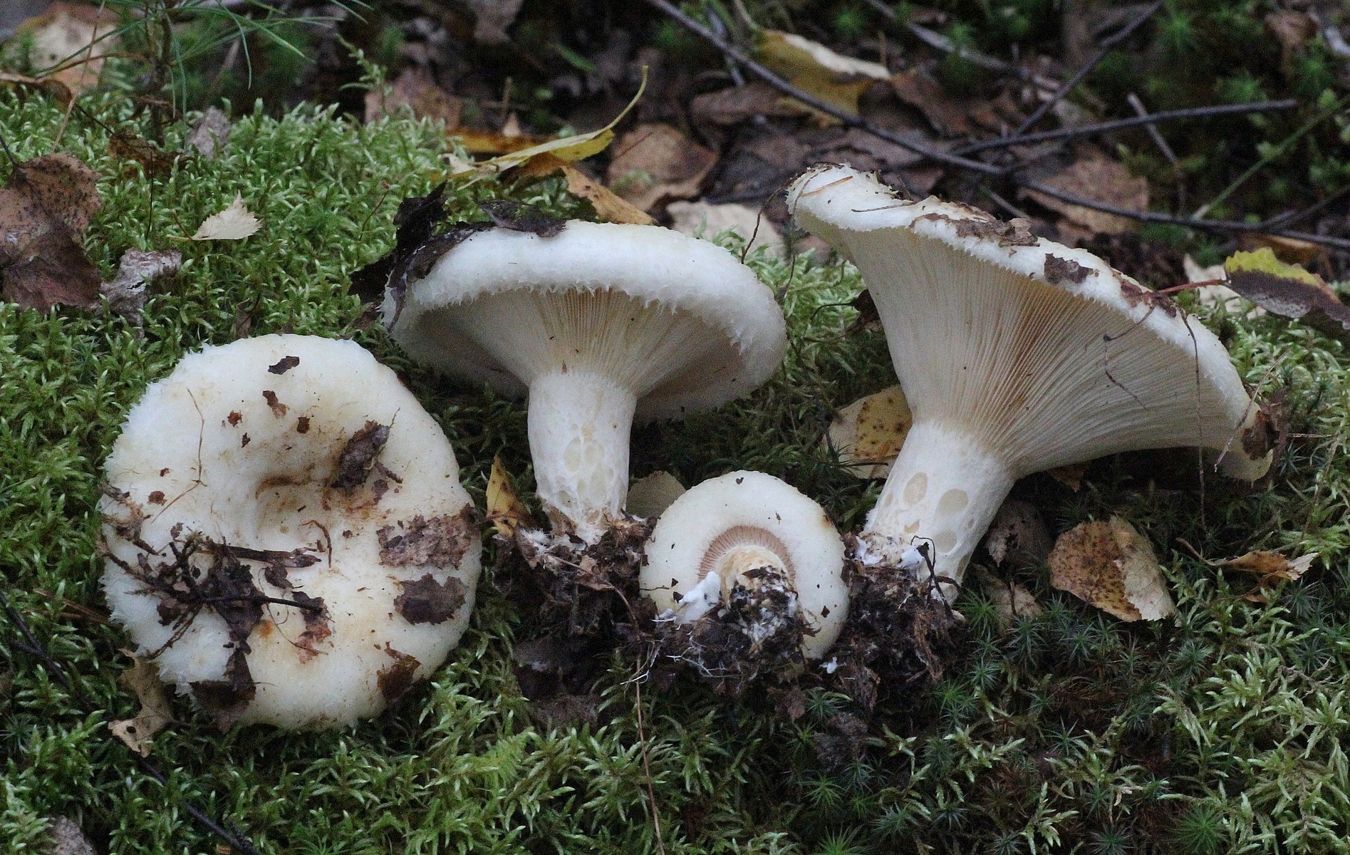 Груздь водянистозоновый (Lactarius aquizonatus)